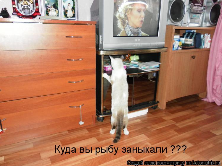 Котоматрица: Куда вы рыбу заныкали ???