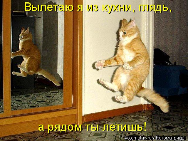 Котоматрица: а рядом ты летишь! Вылетаю я из кухни, глядь,