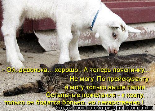 Котоматрица: - Ой, девонька... хорошо.. А теперь поясничку... - Не могу. По прейскуранту  я могу только выше талии. Остальные пожелания - к козлу, только он бод