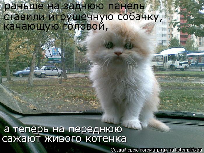 Котоматрица: раньше на заднюю панель  ставили игрушечную собачку, качающую головой, а теперь на переднюю сажают живого котенка