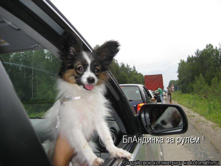 Котоматрица: БлАндинка за рулём !