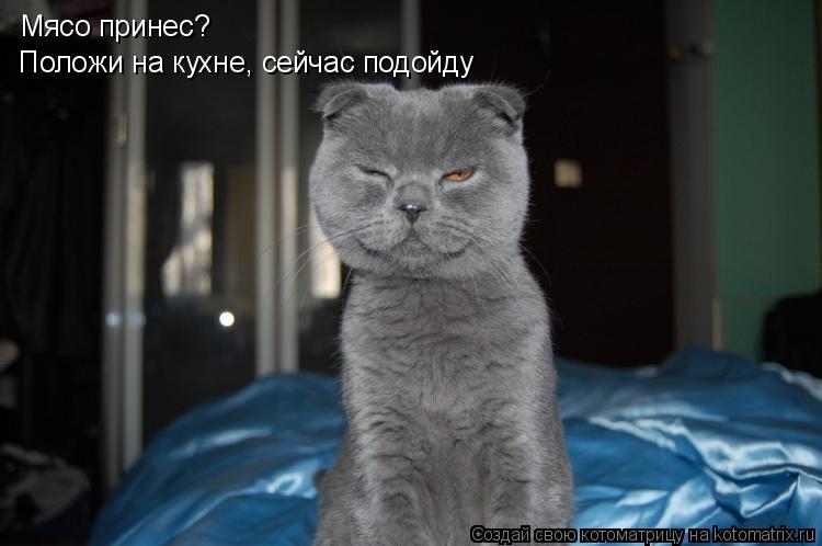 Котоматрица: Мясо принес? Положи на кухне, сейчас подойду