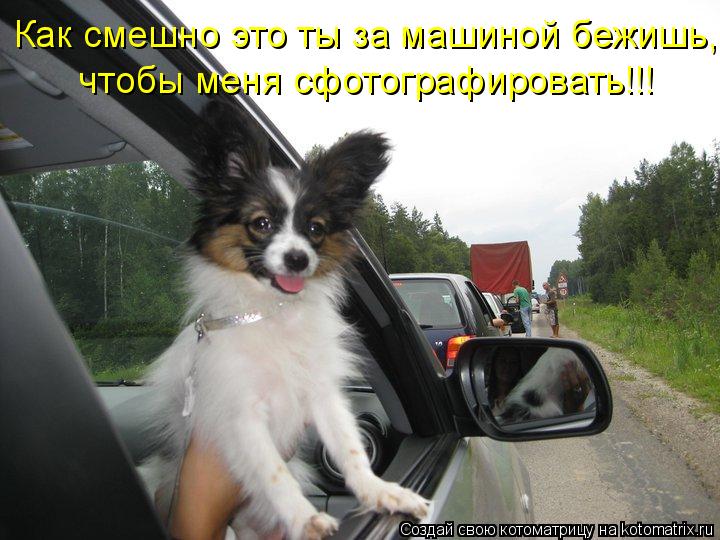 Котоматрица: Как смешно это ты за машиной бежишь, чтобы меня сфотографировать!!!