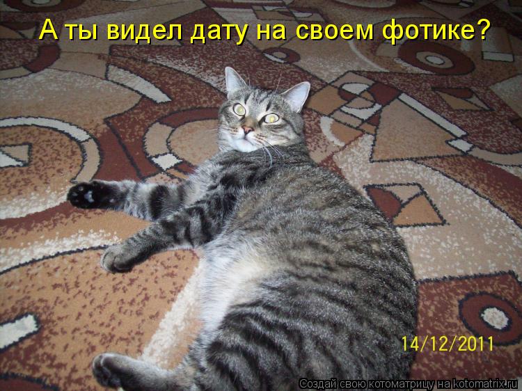 А ты видел дату на своем фотике?... Котоматрица: А ты видел дату на своем фотике?