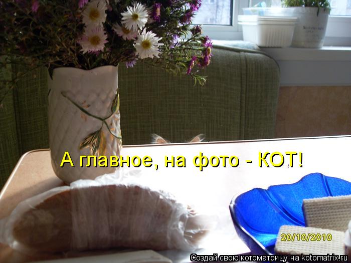 Котоматрица: А главное, на фото - КОТ!
