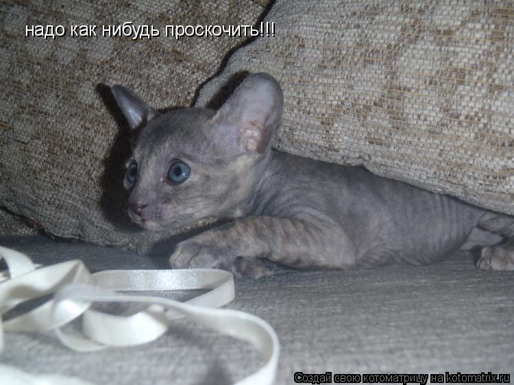 Котоматрица: надо как нибудь проскочить!!!