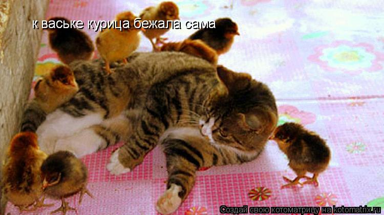 Котоматрица: к ваське курица бежала сама к ваське курица бежала сама к ваське курица бежала сама