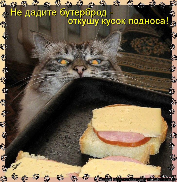Котоматрица: Не дадите бутерброд -  откушу кусок подноса!