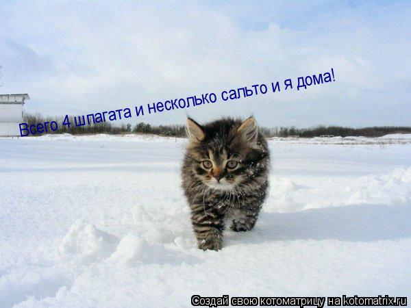 Котоматрица: Всего 4 шпагата и несколько сальто и я дома!