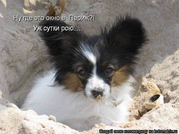 Котоматрица: Ну где это окно в  Париж?!  Ну где это окно в  Париж?!  Уж сутки рою? Уж сутки рою..... Уж сутки рою.....