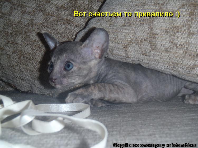 Котоматрица: Вот счастьем то привалило :)