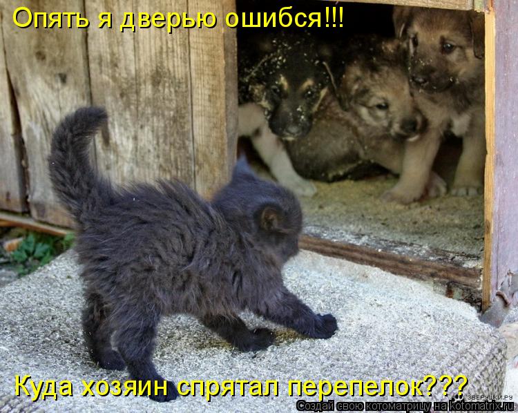 Котоматрица: Опять я дверью ошибся!!! Куда хозяин спрятал перепелок???