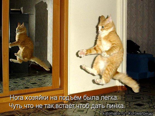 Котоматрица: Нога хозяйки на подъём была легка. Чуть что не так,встаёт,чтоб дать пинка.