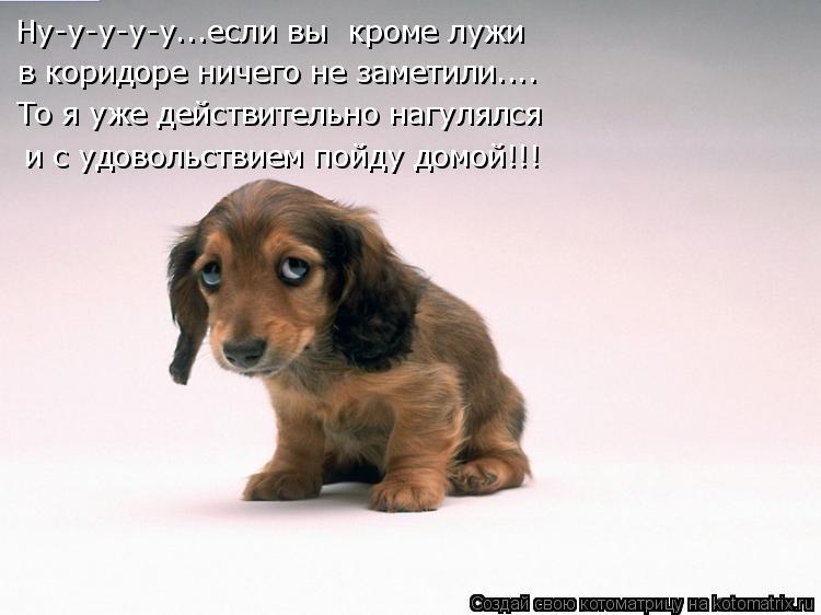 Котоматрица: в коридоре ничего не заметили.... Ну-у-у-у-у...если вы  кроме лужи То я уже действительно нагулялся и с удовольствием пойду домой!!!