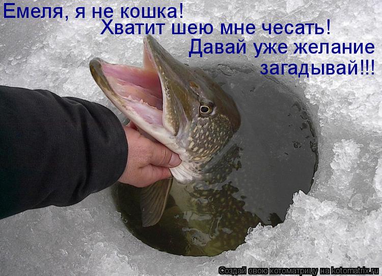 Котоматрица: Емеля, я не кошка!  Хватит шею мне чесать! Давай уже желание загадывай!!!