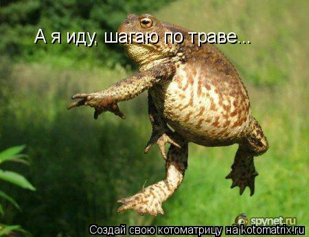 Котоматрица: А я иду, шагаю по траве...