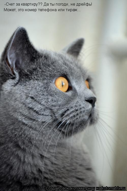 Котоматрица: -Счет за квартиру?? Да ты погоди, не дрейфь!  Может, это номер телефона или тираж...