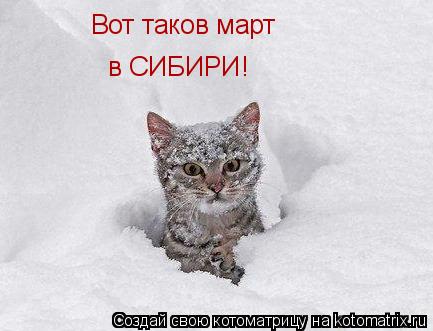 Вот таков март в СИБИРИ!... Котоматрица: Вот таков март в СИБИРИ!