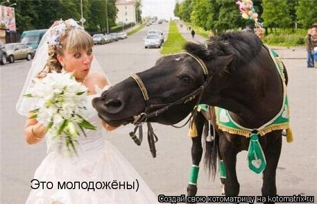 Котоматрица: Это молодожёны)