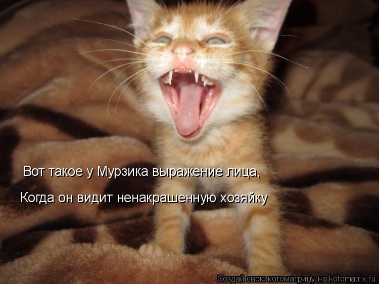 Котоматрица: Вот такое у Мурзика выражение лица, Когда он видит ненакрашенную хозяйку