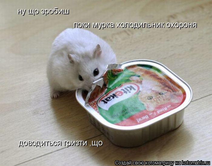 Котоматрица: ну що зробиш поки мурка холодильник охороняє доводиться гризти ,що є