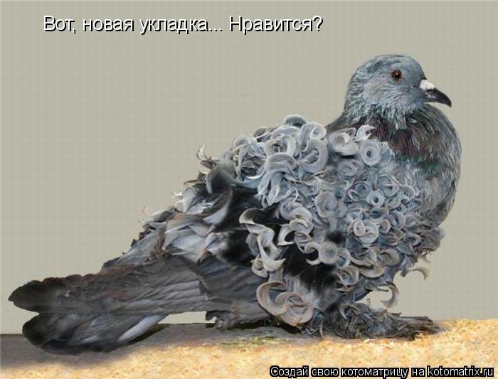 Котоматрица: Вот, новая укладка... Нравится?