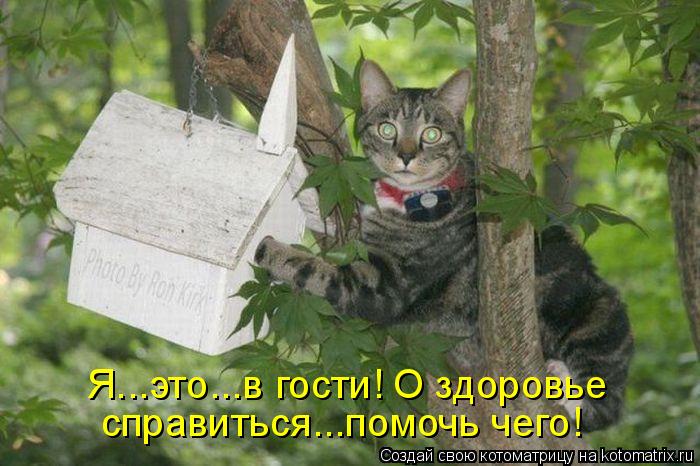 Котоматрица: справиться...помочь чего! Я...это...в гости! О здоровье
