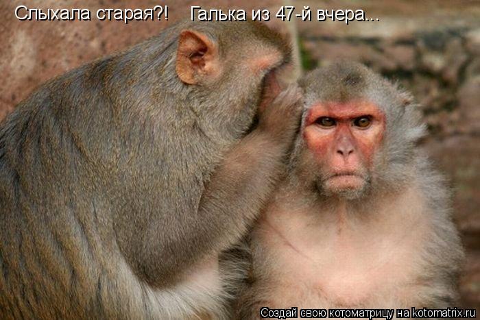 Котоматрица: Слыхала старая?! Галька из 47-й вчера...