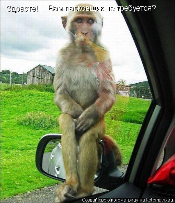 Котоматрица: Здрасте! Вам парковщик не требуется?