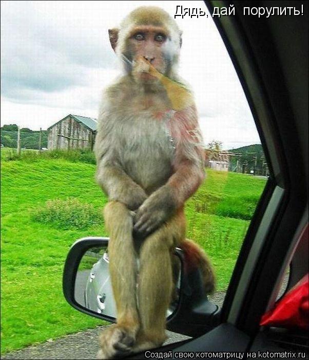 Котоматрица: Дядь, дай  порулить!