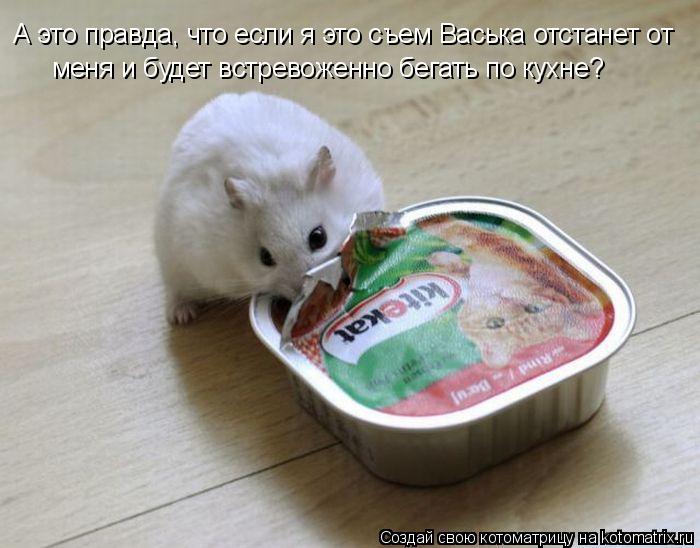 Котоматрица: А это правда, что если я это съем Васька отстанет от меня и будет встревоженно бегать по кухне?