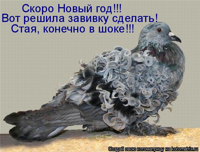 Котоматрица: Скоро Новый год!!! Вот решила завивку сделать! Стая, конечно в шоке!!!