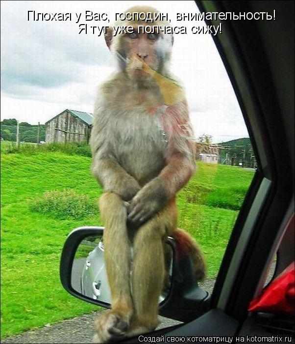 Котоматрица: Плохая у Вас, господин, внимательность! Я тут уже полчаса сижу!