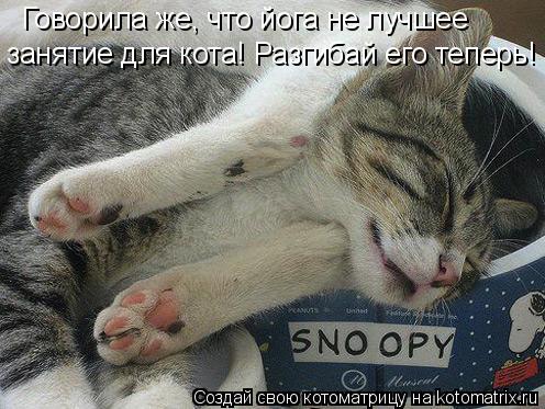 Котоматрица: Говорила же, что йога не лучшее  занятие для кота! Разгибай его теперь!