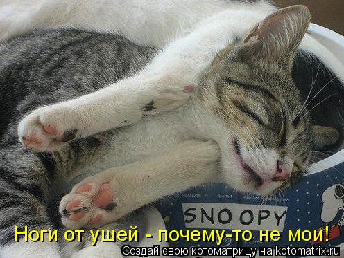Котоматрица: Ноги от ушей - почему-то не мои!