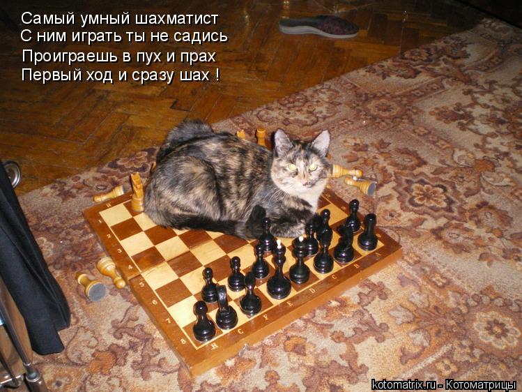 Котоматрица: Самый умный шахматист С ним играть ты не садись Проиграешь в пух и прах Первый ход и сразу шах !