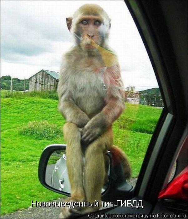 Котоматрица: Нововыведенный тип ГИБДД.