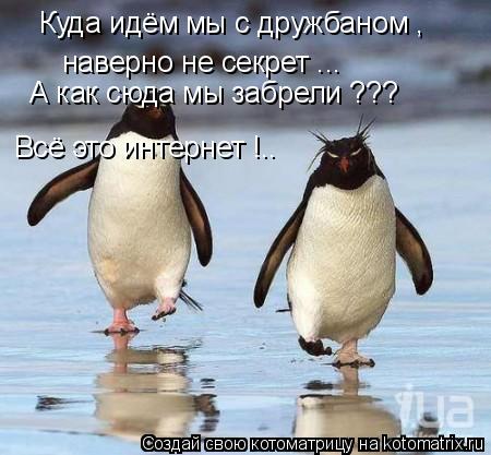Котоматрица: Куда идём мы с дружбаном , наверно не секрет ... А как сюда мы забрели ??? Всё это интернет !..