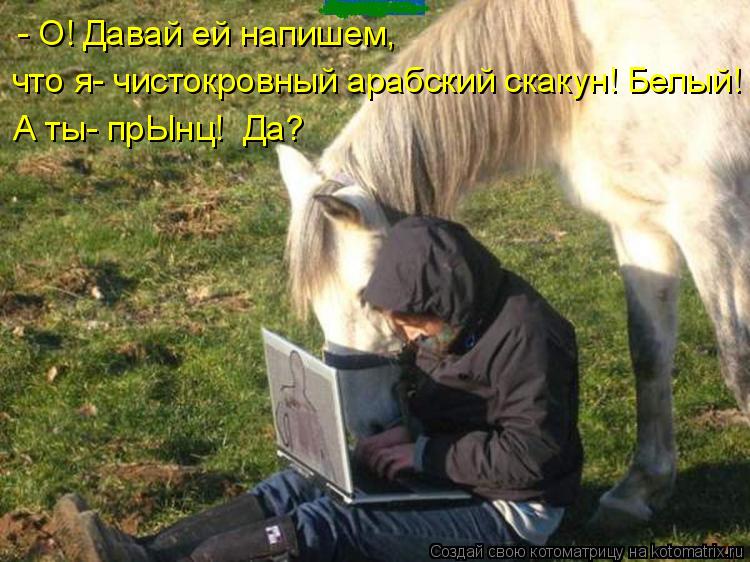 Котоматрица: - О! Давай ей напишем, что я- чистокровный арабский скакун! Белый! А ты- прЫнц!  Да?