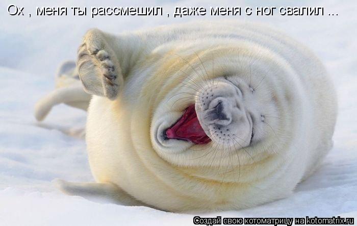 Котоматрица: Ох , меня ты рассмешил , даже меня с ног свалил ...