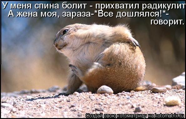 У меня спина болит - прихватил радикулит! А жена моя, зараза-*Все дошлялся!*- говорит.... Котоматрица: У меня спина болит - прихватил радикулит! А жена моя, зараза-*Все дошлялся!*- говорит.