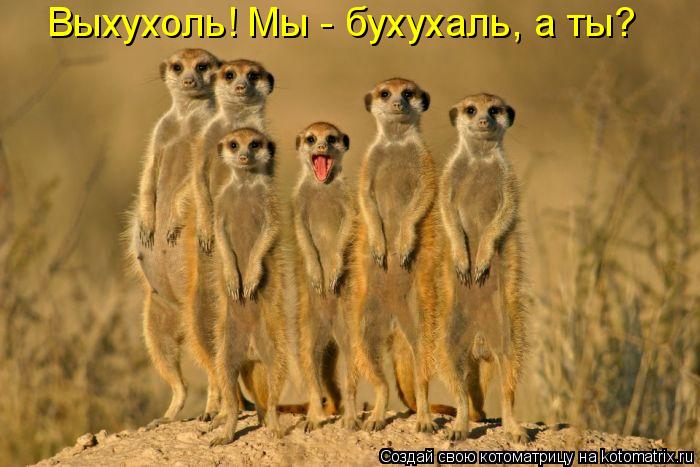 Котоматрица: Выхухоль! Мы - бухухаль, а ты?