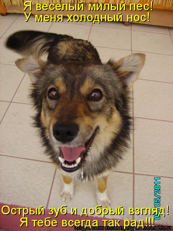 Я веселый милый пес! У меня холодный нос! Острый зуб и добрый взгляд! Я тебе всегда так рад!!!... Котоматрица: Я веселый милый пес! У меня холодный нос! Острый зуб и добрый взгляд! Я тебе всегда так рад!!!