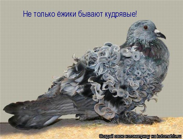 Не только ёжики бывают кудрявые! Не только ёжики бывают кудрявые!... Котоматрица: Не только ёжики бывают кудрявые! Не только ёжики бывают кудрявые!