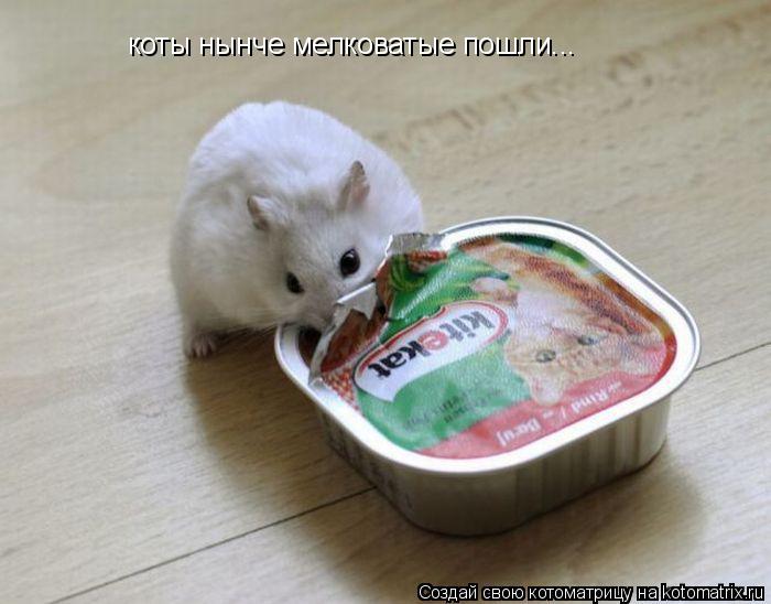 коты нынче мелковатые пошли...... Котоматрица: коты нынче мелковатые пошли...