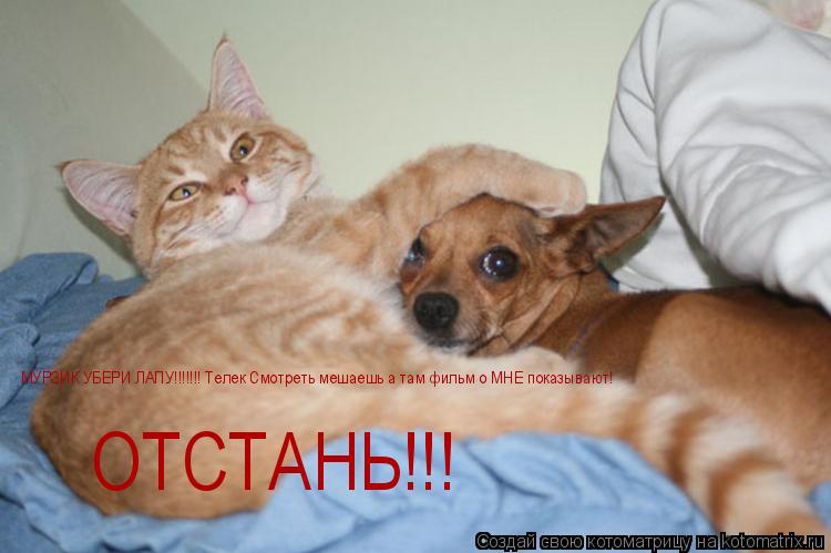 МУРЗИК УБЕРИ ЛАПУ!!!!!!! Телек Смотреть мешаешь а там фильм о МНЕ показывают! ОТСТАНЬ!!!... Котоматрица: МУРЗИК УБЕРИ ЛАПУ!!!!!!! Телек Смотреть мешаешь а там фильм о МНЕ показывают! ОТСТАНЬ!!!
