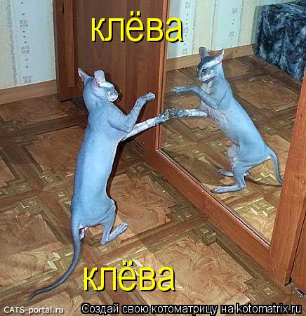 клёва клёва... Котоматрица: клёва клёва