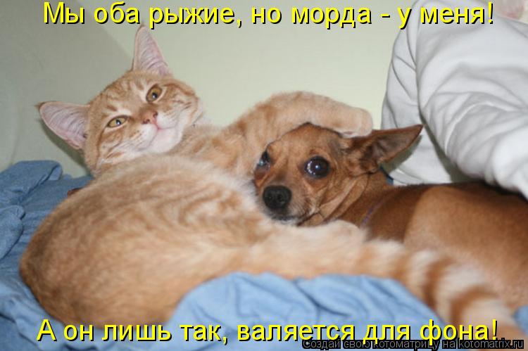 Котоматрица: Мы оба рыжие, но морда - у меня! А он лишь так, валяется для фона!