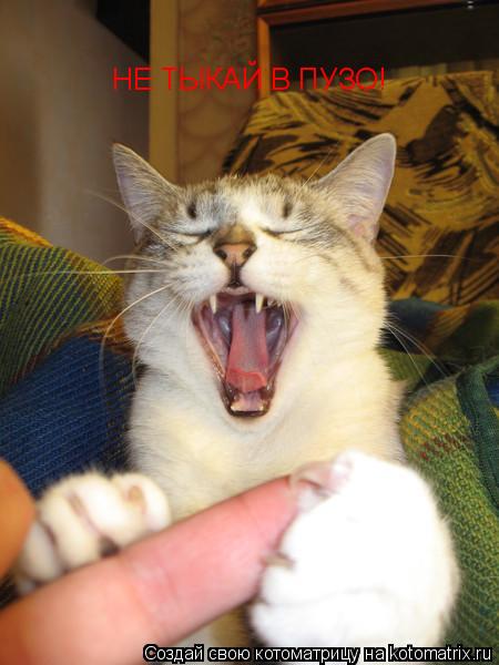 Котоматрица: НЕ ТЫКАЙ В ПУЗО!