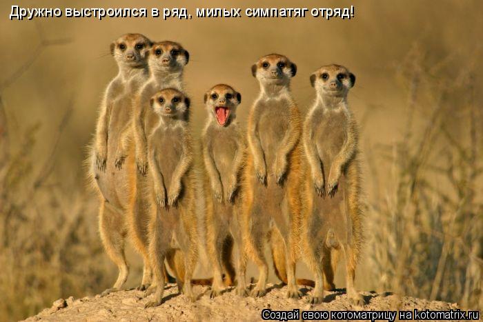 Котоматрица: Дружно выстроился в ряд, милых симпатяг отряд!